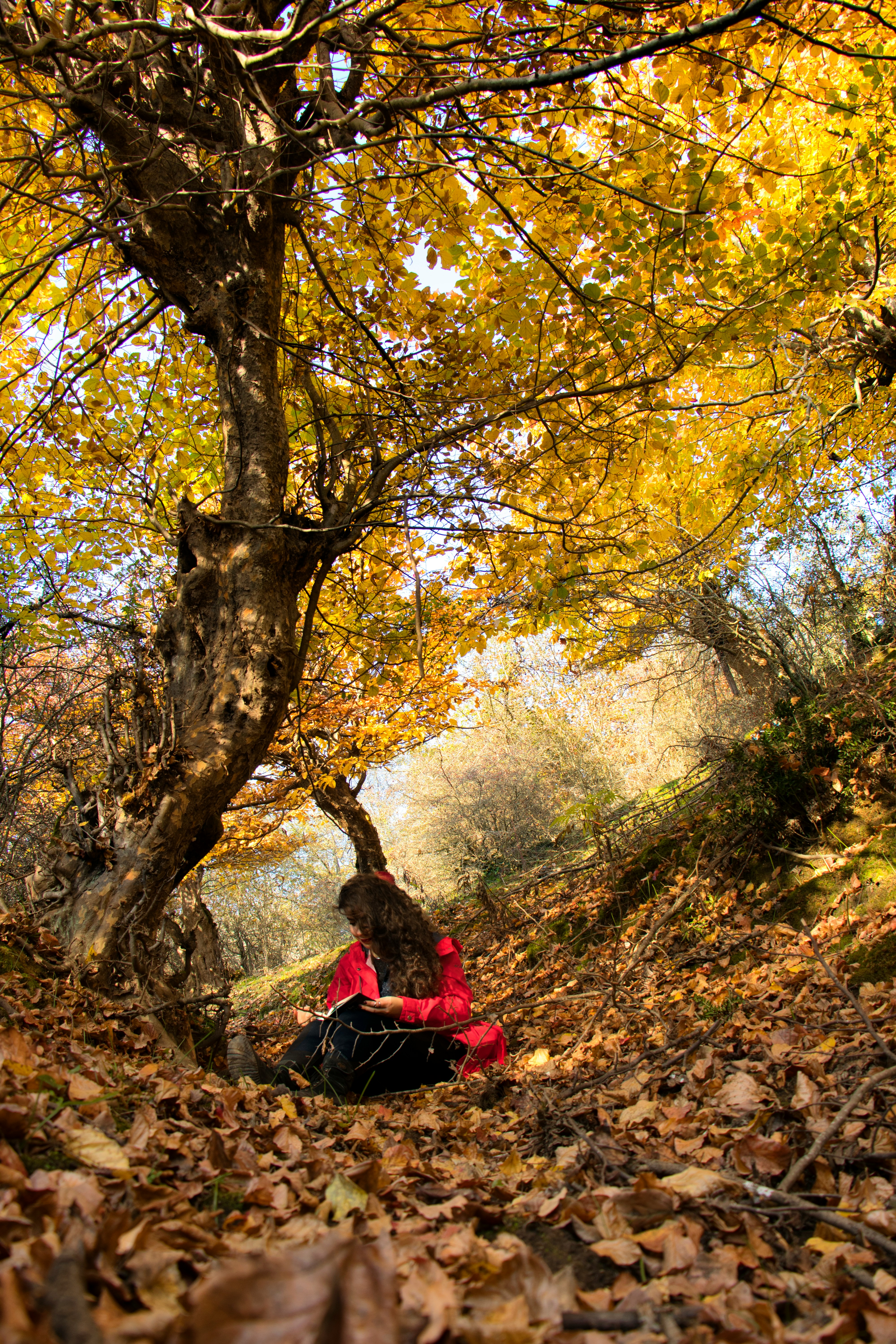 星空低语封面图：星空传剧原创MV